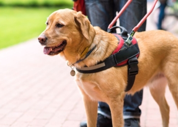 Fundación ONCE y Royal Canin renuevan su acuerdo para el entrenamiento de perros guías