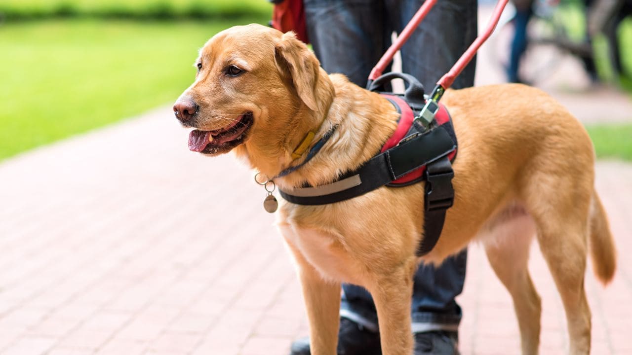 La Fundación ONCE del Perro Guía y Royal Canin seguirán entrenando a perros guías que sirvan de apoyo a personas ciegas