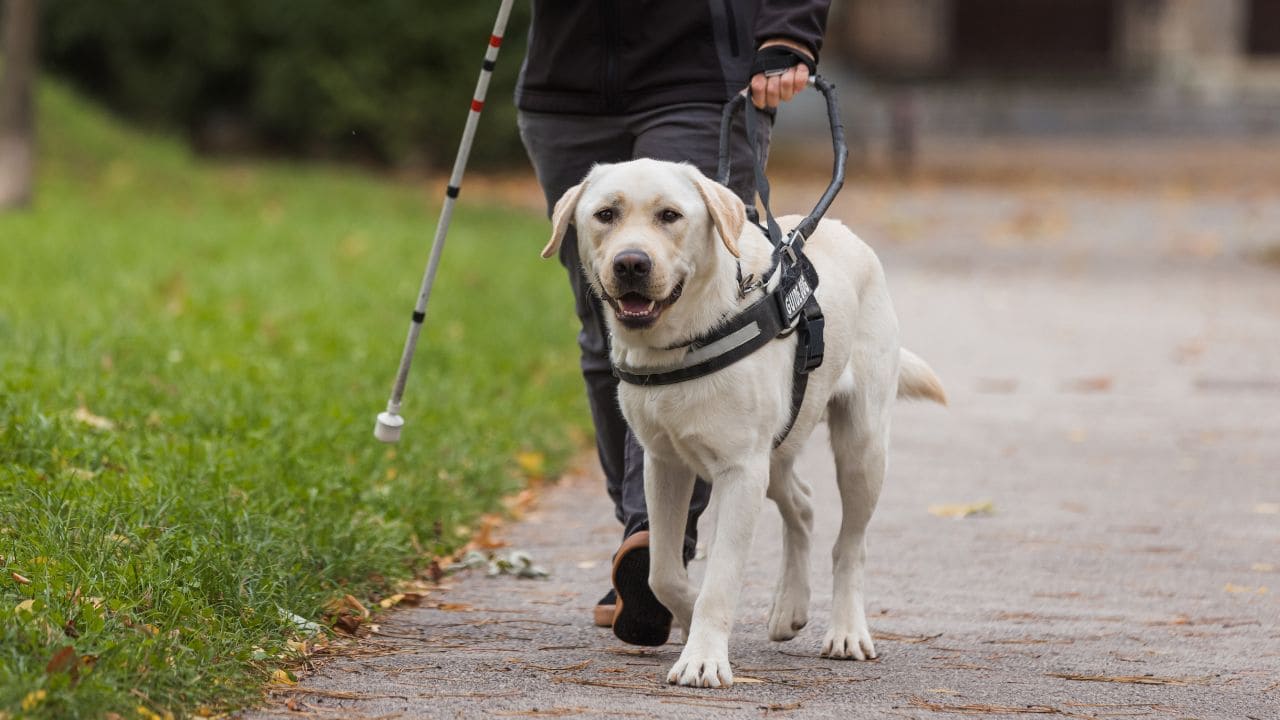 Fundación ONCE y Royal Canin renuevan su acuerdo para el entrenamiento de perros guías