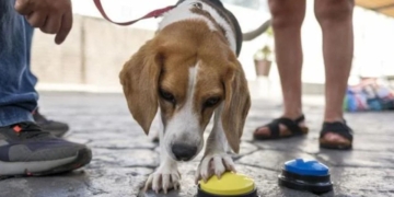 Trufa, la perra que ayuda al bienestar de personas con discapacidad