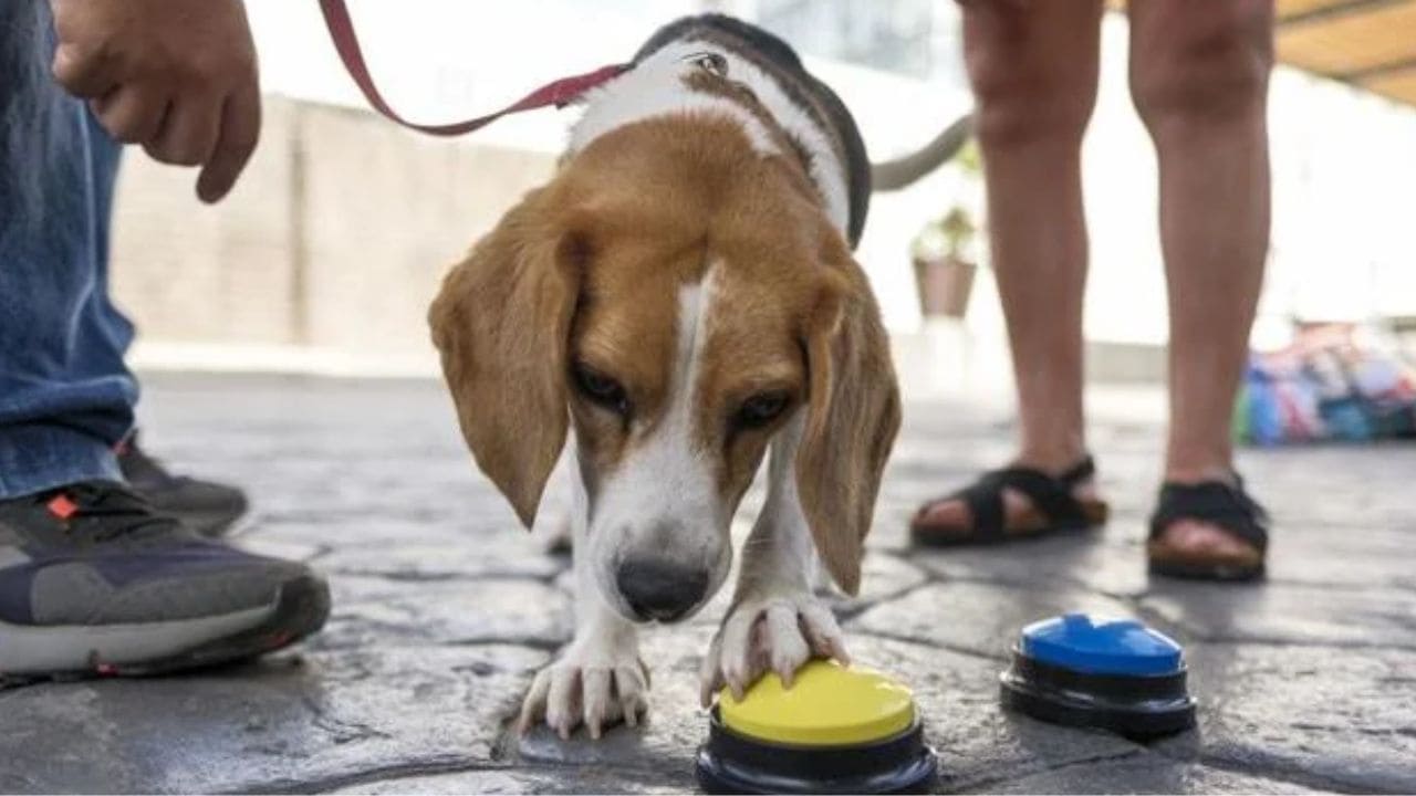 Trufa, la perra que ayuda al bienestar de personas con discapacidad