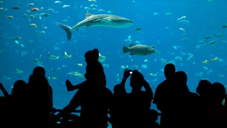 BIOPARC Acuario de Gijón accesible para las personas con discapacidad