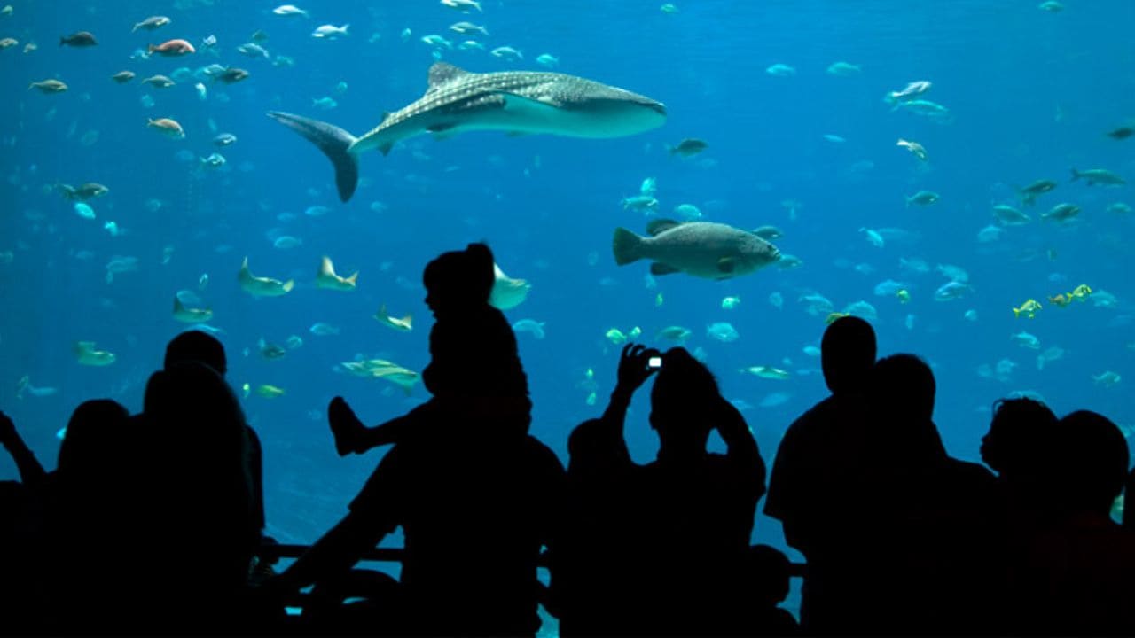 Así es el BIOPARC de Gijón, un Acuario accesible para personas con discapacidad