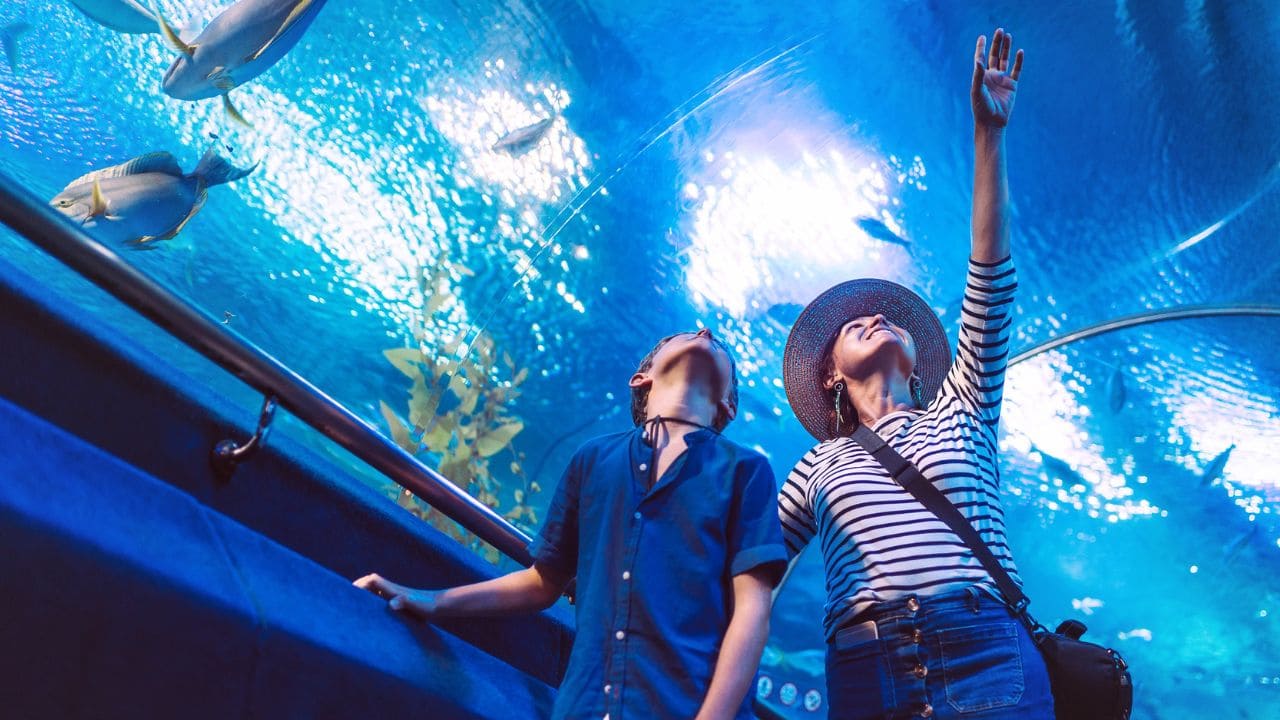 Acuario accesible discapacidad