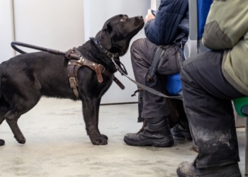 CERMI pide mejoras a Renfe en la ubicación de perros de asistencia de personas con discapacidad
