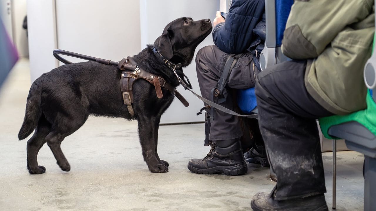 CERMI pide mejoras a Renfe en la ubicación de perros de asistencia de personas con discapacidad