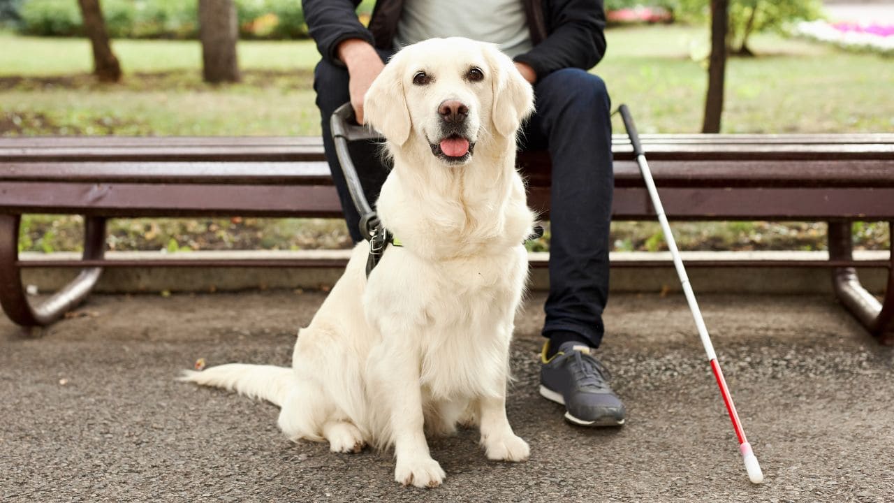 CERMI pide mejoras a Renfe en la ubicación de perros de asistencia de personas con discapacidad