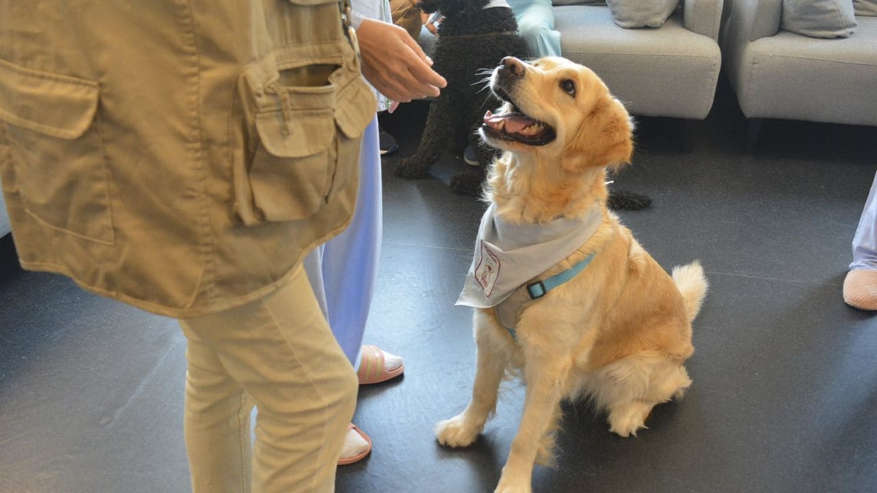 Terapia asistida con perros en el Hospital Público de Torrejón