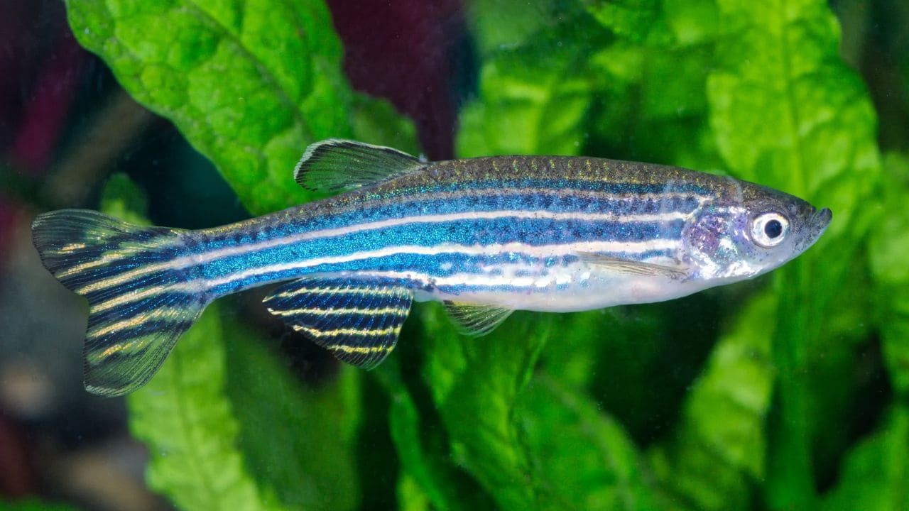 Descubren que el pez cebra es capaz de regenerar su médula espinal