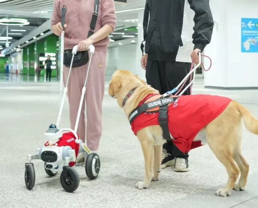 Xiaosuan, primer perro guía robótico del mundo