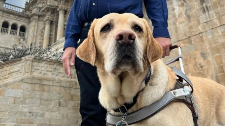 Calo, perro guía de Jonatan Armengol