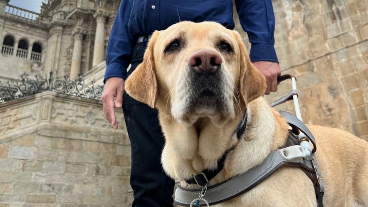 Jonatan Armengol, influencer ciego, denuncia a British Airways por no dejar volar a su perro guía en avión
