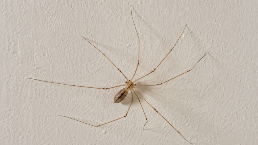 La araña de patas largas: los expertos piden no aplastarla y qué dice realmente la ciencia sobre su veneno