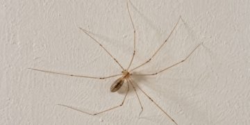 La araña de patas largas que aparece en casa