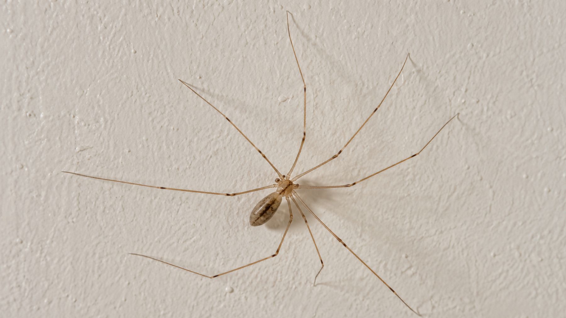 La araña de patas largas que aparece en casa