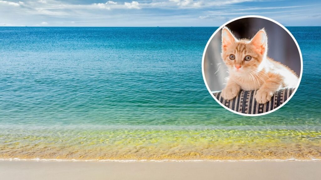Buscan voluntarios para cuidar cinco horas al día a gatos a cambio de vivir gratis en Grecia