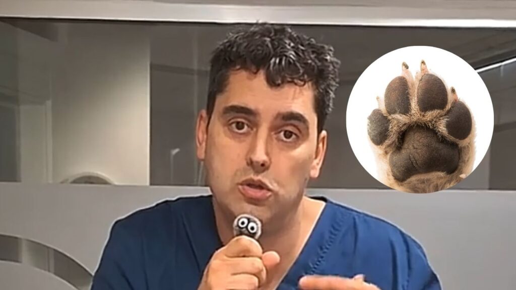 Javier Guaita, veterinario: «La arena de la playa va a hacer un efecto de lima sobre las almohadillas y las va a ir desgastando a un ritmo bastante rápido»