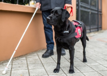 Derecho de acceso de los perros de asistencia