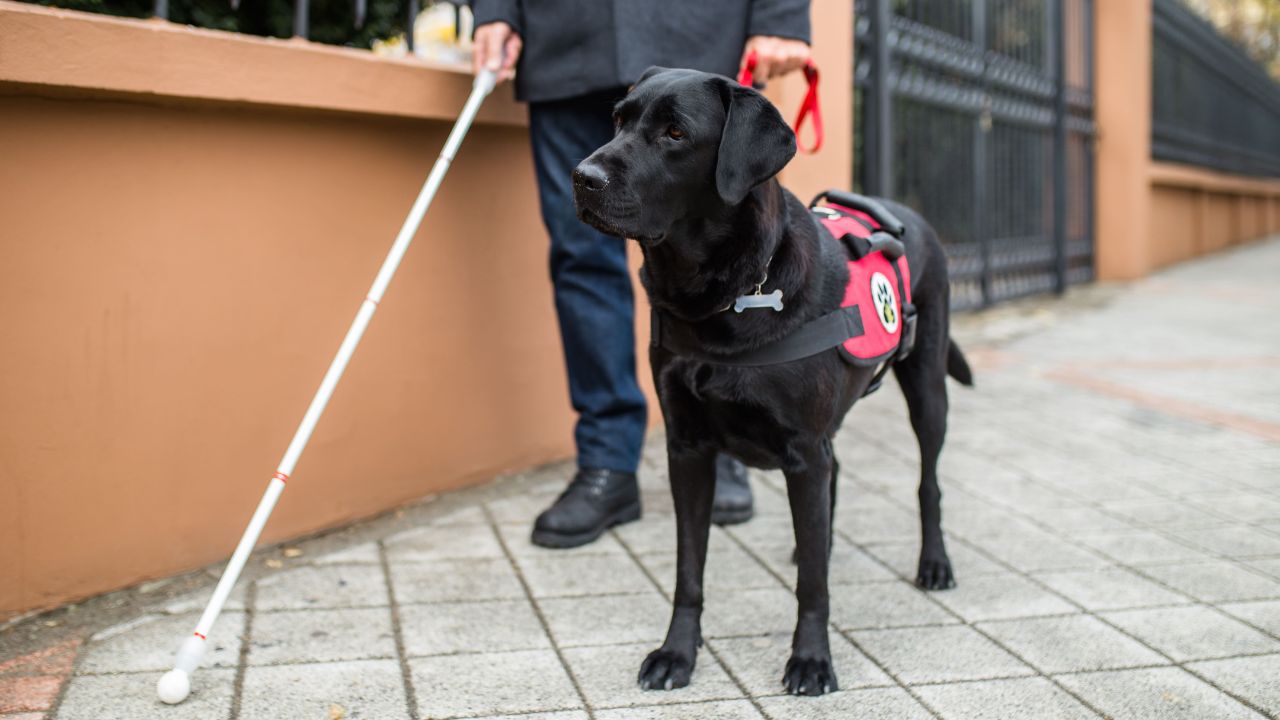 Derecho de acceso de los perros de asistencia