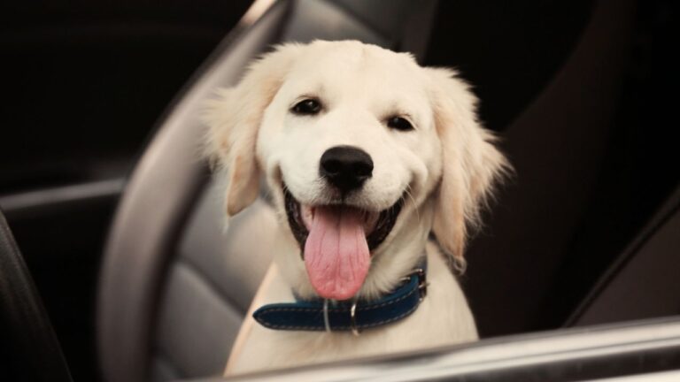 La DGT avisa: llevar al perro suelto en el coche puede costar una multa de hasta 200 euros